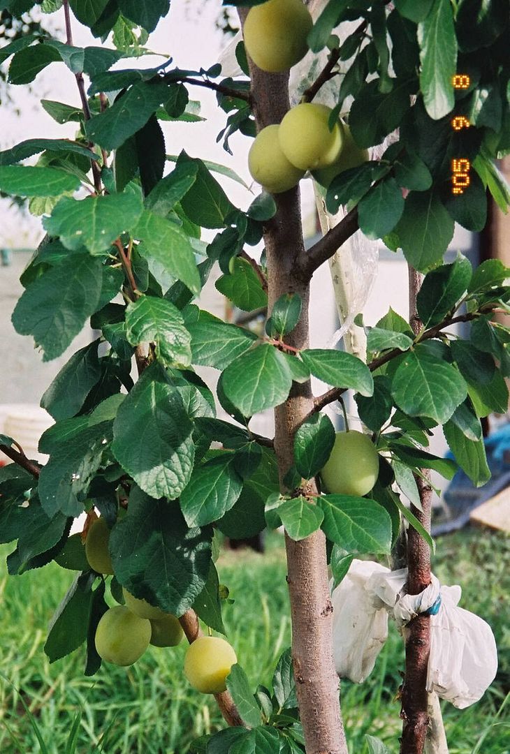 pic of greengage tree with q re pruning